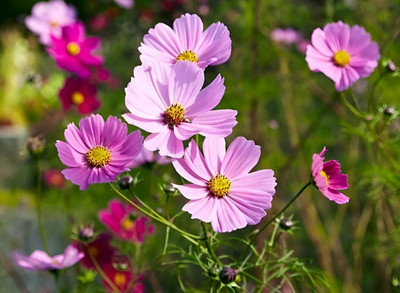 Alamindhabak Cosmos Flower Seeds Hybrid Dwarf Double Vibrant Mixed Colour Multicolor Planting Seed(1 per packet)