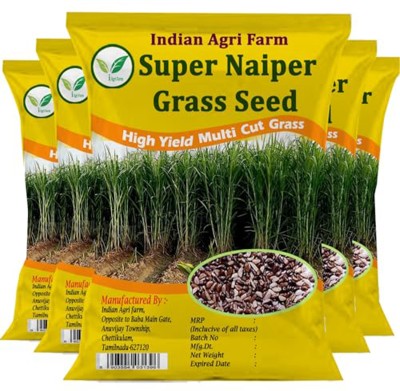IAgriFarm Super Napier Grass Seed - 5 Kg / High Yield Perennial Multicut Fodder Grass Seed Seed(5 kg)