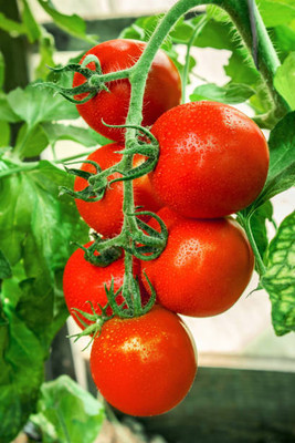 VERTEX AGENCIES tomato Seed(35 per packet)