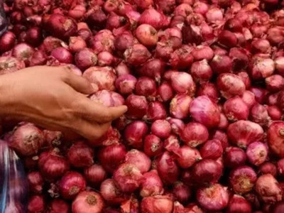 WILLVINE GOI -XIII Bhima Dark Red Onion [10g] Seed(7500 per packet)