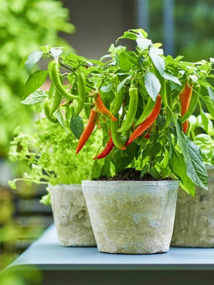 BDSresolve Chilli seeds all variety combo PACK OF 105 Seed(105 per packet)