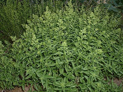 Qualtivate VXI-1 Fino Verde Little-Leafed Basil Seed(1000 per packet)