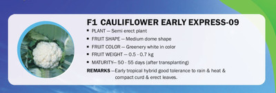 VibeX F1 CAULIFLOWER EARLY EXPRESS-09(1000 Seeds) Seed(1000 per packet)