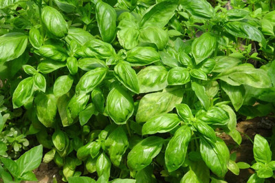 XEFRA Broad Leaf Basil Organic Seed(50 per packet)