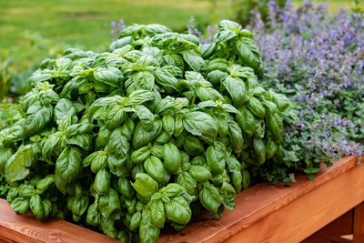 Qualtivate NBIR-69 Sweet Large Leaf Basil Seed(1000 per packet)