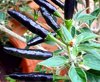the green dotcom black chilli seeds Seed(100 per packet)