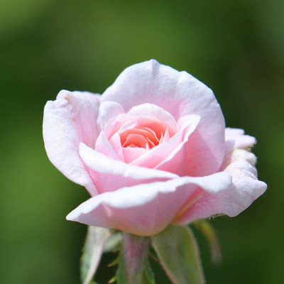 WILLVINE NBIR-284 Cécile Brünner™ Rambling Rose Seeds Seed(50 per packet)
