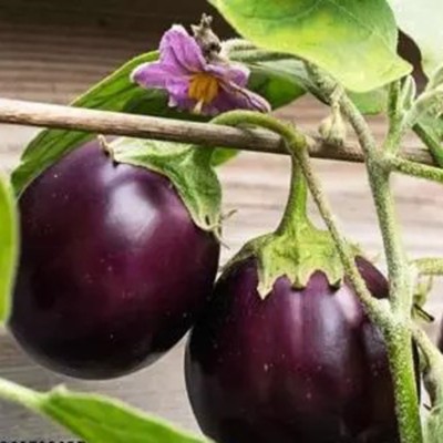 SeeGreen F1 Black Brinjal Seeds, Organic Bengan, Begun Hybird Seeds,Solanum melongena Seed(150 per packet)