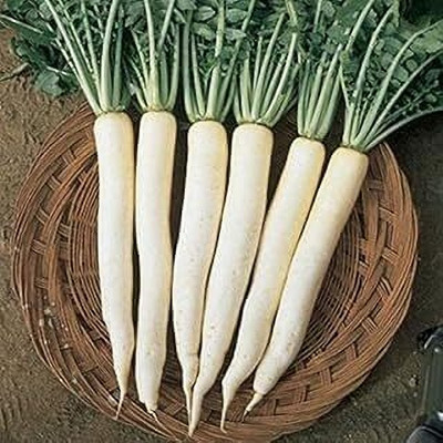 LPR MULI ,WHITE RADISH Seed(40 per packet)