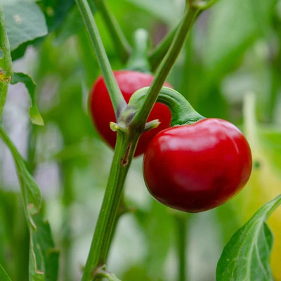 Biosnyg High Yield Red Cherry Pepper Seeds For Planting-(2000 Seeds) Seed(2000 per packet)