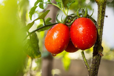 Hybrid pumpkin tomato Seed(105 per packet)