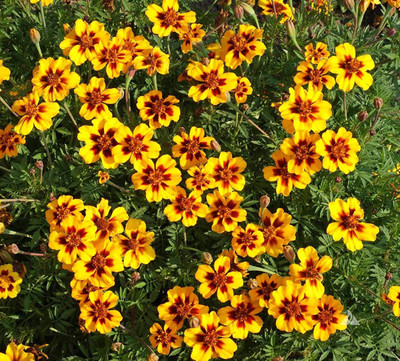 CYBEXIS GBPUT-61 - Marigolds Tagetes Red Yellow - (750 Seeds) Seed(750 per packet)