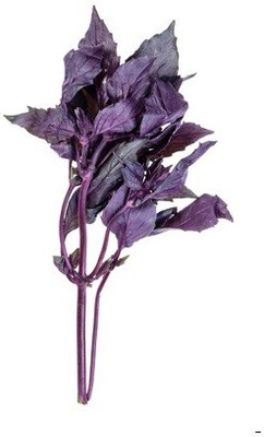 WILLVINE XLR-8 Basil Red Basilicum Ocimum Seed(2000 per packet)