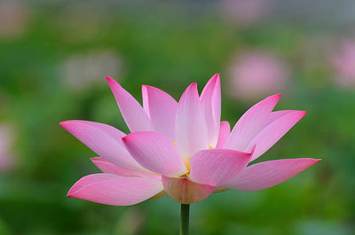 SIDDHARTH FISH FARM lotus,kamal gatta Seed(15 per packet)