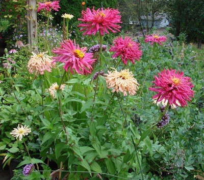 CYBEXIS XLL-35 - Cactus Mix Zinnia - (270 Seeds) Seed(270 per packet)