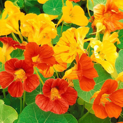 Aywal Nasturtium Mix Color Flower Seed(13 per packet)