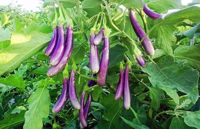 LIFELEX Long Purple Eggplant Brinjal Seed(37 per packet)