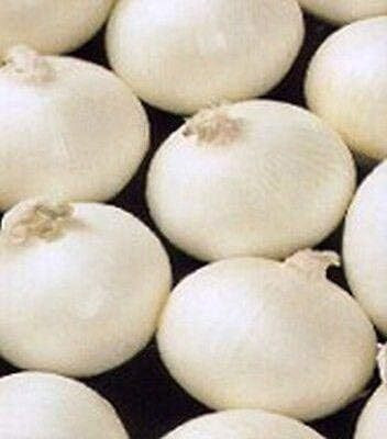 KNESSiN High Yield White Bermuda Onion Vegetable Seeds For Gardening-(2400 Seeds) Seed(2400 per packet)