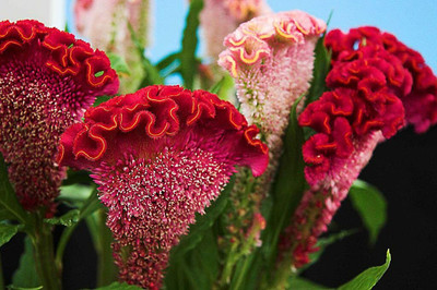 Aywal Cockscomb Mixed Color Hybrid Flower Seeds For All Season Seed(90 per packet)
