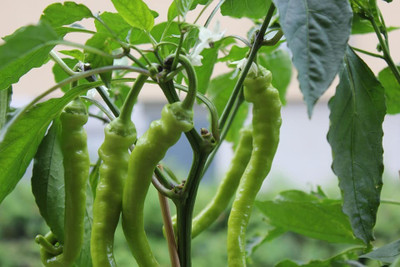 XOLDA Green chilli vegetable Seed(24 per packet)