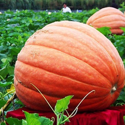 KNESSiN Giant Pumpkin Moschata Seed(400 per packet)