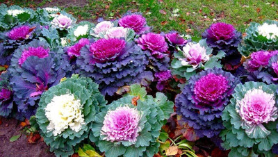 WILLVINE AMR -XI Flowering Kale Seeds [5g] Seed(1500 per packet)