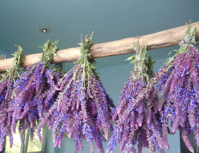 CYBEXIS GBPUT-27 - Herb Sage (Salvia Officinalis) - (1350 Seeds) Seed(1350 per packet)