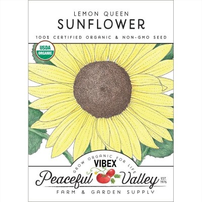 KNESSiN Sunflower, Lemon Queen-{800 Seeds} Seed(800 per packet)