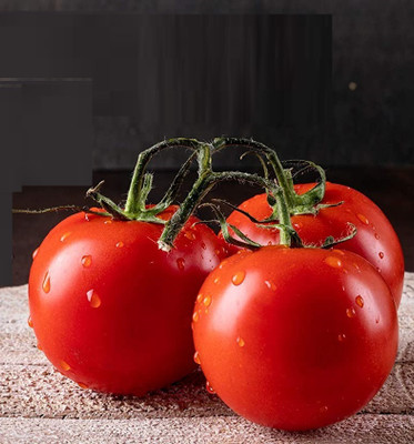 Biosnyg Tomato Ace 55 VF Seed(1000 per packet)