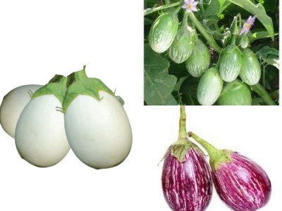 NooElec Seeds India COMBO PACK- Brinjal Seeds - Purple, White, Green - 25 Seeds Each- Vegetable Seed(75 per packet)