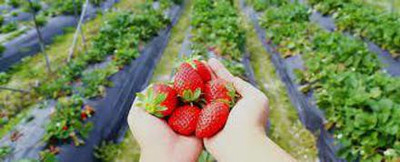 XOLDAA F1 best quality hybrid strawberry Seed(100 per packet)