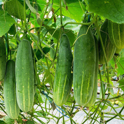 VibeX VXI-87 - Cucumber (Marketmore) - (1350 Seeds) Seed(1350 per packet)