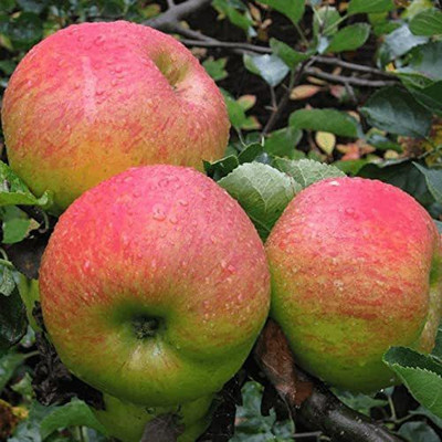 KANAYA Apple Fruit Hybrid Seed(14 per packet)