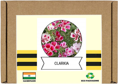 CYBEXIS Clarkia Flower Seeds200 Seeds Seed(200 per packet)