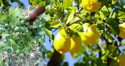 KNESSiN ( Lemon perfume)[50 Seeds] Seed(50 per packet)