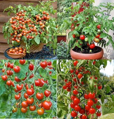 ibains Tomato seeds bij 53 Seed(53 per packet)