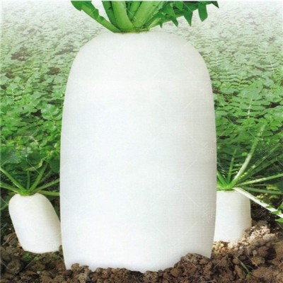 KNESSiN FXD-20 Large Radish Seed(200 per packet)