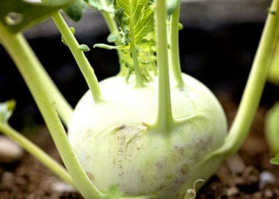 CYBEXIS Rare Seeds of Kohl Rabi Giant500 Seeds Seed(500 per packet)