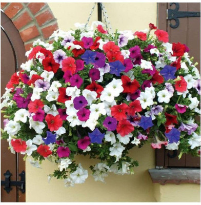 Lorvox Petunia Mix Seed(140 per packet)
