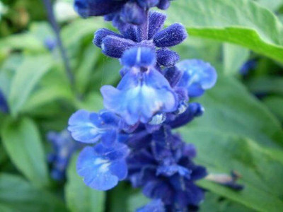 WILLVINE XLL-270 Blue Bedder Sage Seed(200 per packet)