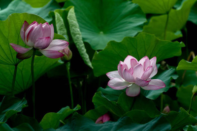 Triphal lotus,kamal seeds Seed(12 per packet)