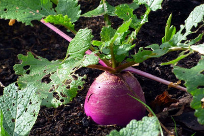 Aywal Turnip Organic F1 Hybrid Seed(150 per packet)