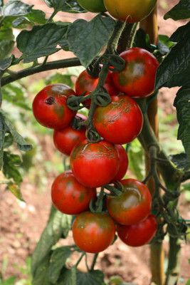 VERL tomato Seed(120 per packet)