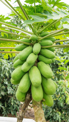 Pbevergreen Red Lady 786 Papaya Seeds Original Seed(1750 per packet)