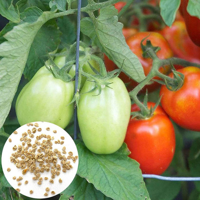 CYBEXIS Heirloom Rare Tomato Seed Cold tolerant2000 Seeds Seed(2000 per packet)