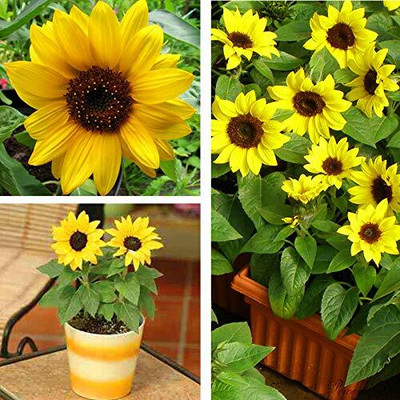 KNESSiN Flower Seed(200 per packet)