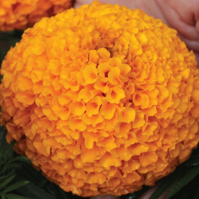 Avysa African Hybrid Marigold (Genda) Seeds Orange Seed(500 per packet)