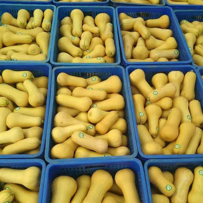CYBEXIS Pumpkin Vegetable Seeds400 Seeds Seed(400 per packet)