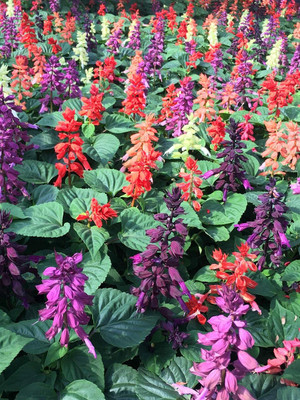 Aywal Salvia F1 Hybrid Mixed Seed(10 per packet)