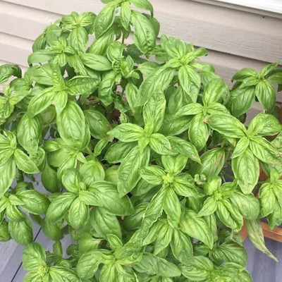 WILLVINE PAU-10 French basil Seeds Seed(2000 per packet)